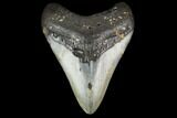 Fossil Megalodon Tooth - North Carolina #131581-1
